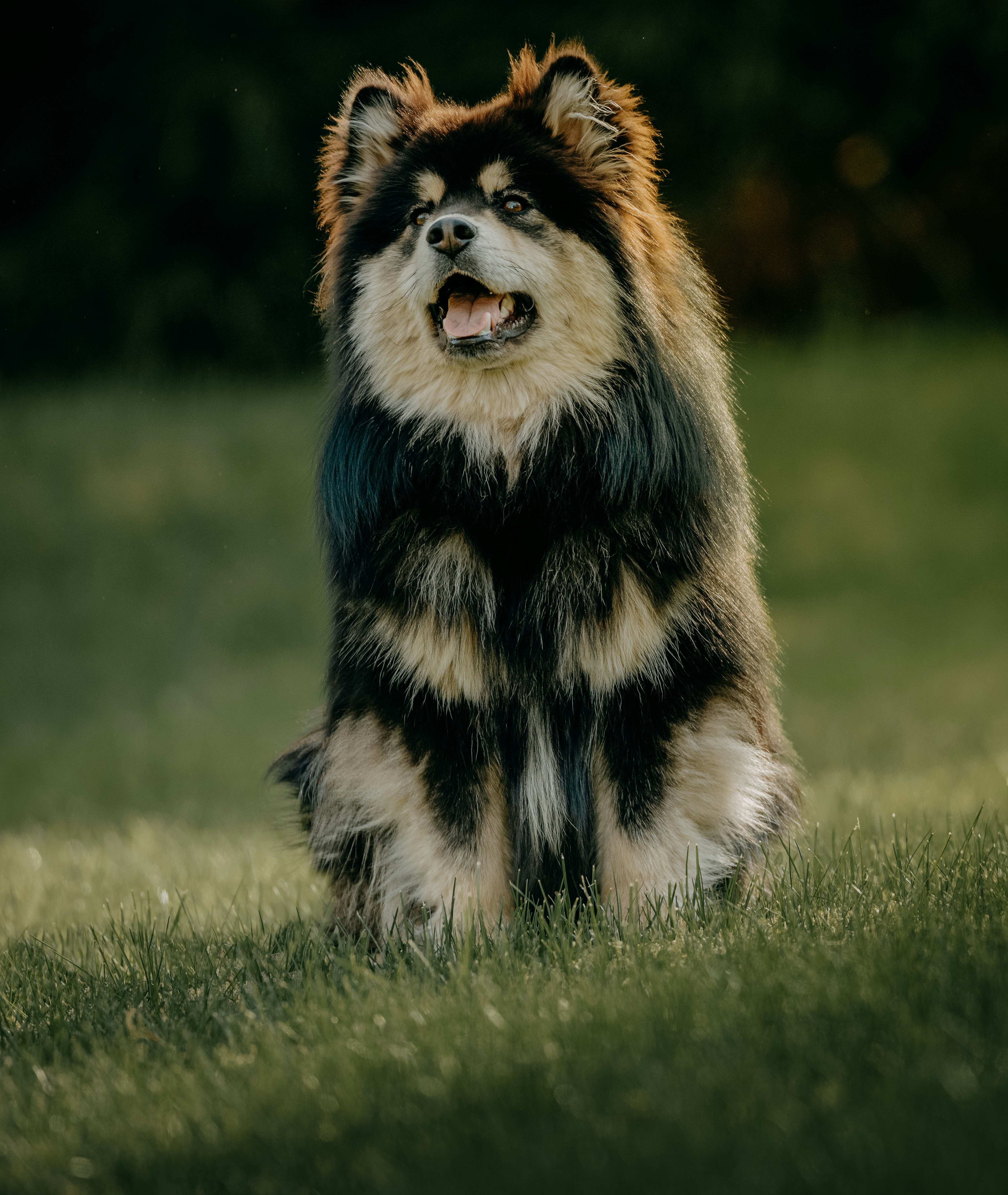 black and white long coated dog on green grass field during daytime